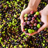 Olives, Preserved Vegetables & Fruit