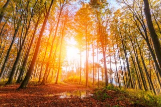Shutterstock 480399070