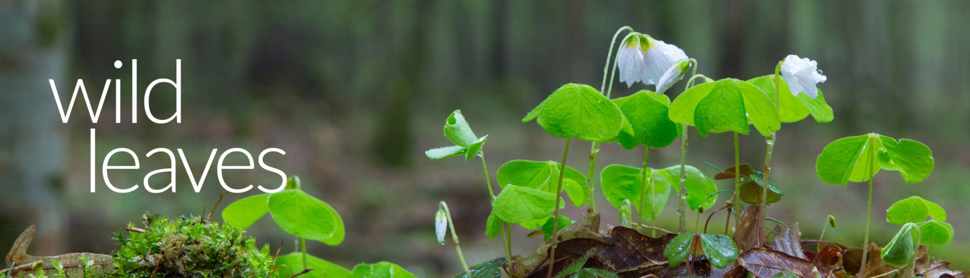 Leaves