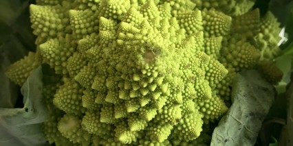 Romanesco4