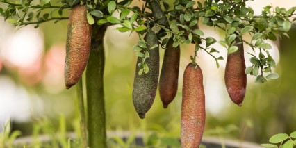 Shutterstock 369812180