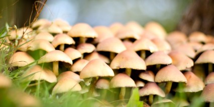 Shutterstock 87032531