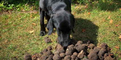 Truffle Dog