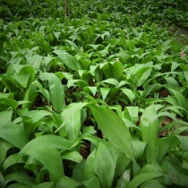 Wild Garlic On Mass Spring