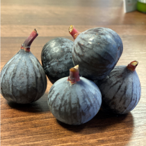 Baby Fig1