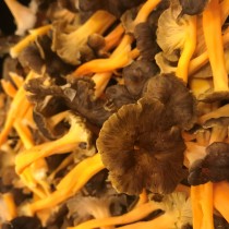 Chanterelle