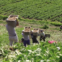 Jerseyroyals041 300