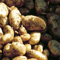 Jerseyroyals074Rt 300