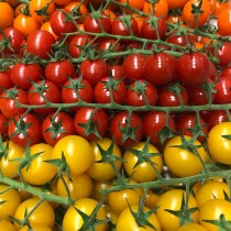 Mixed Cherry Toms