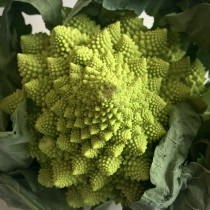 Romanesco4