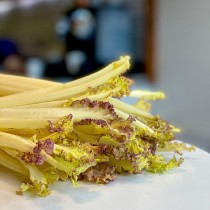 Sea Kale