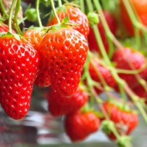 Shutterstock 194995463