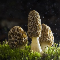 Shutterstock 512344819