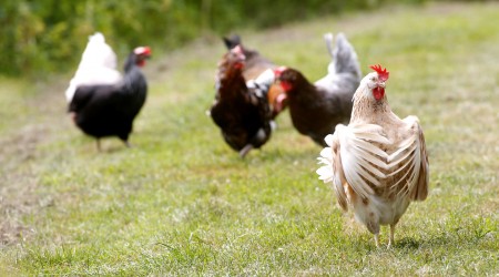 Beautiful Picture Of Elegant Brown And White Hen With Seven Other Hens In Background On Grassy Path 10