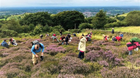 Foraging Group Picking Heather And Bilberries