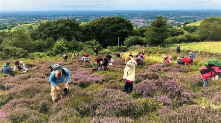 Foraging Group Picking Heather And Bilberries