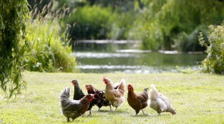 Six Clarence Court Hens On Field With Pretty Background But Maybe Water Looks Too Close 2