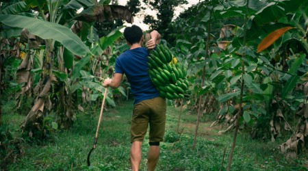 Banana Grower