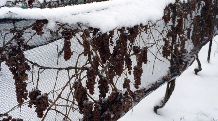 Icewine Grapes Hanging Snowy Nets