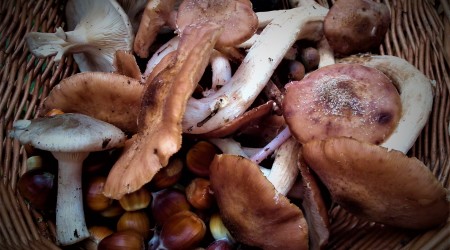 Mushrooms Close Up In Basket