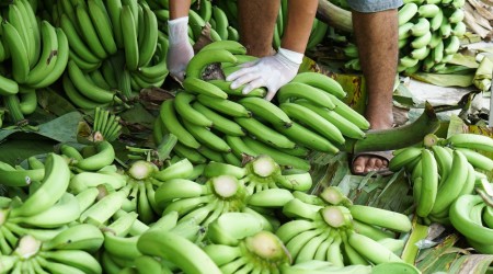 Picking Banana