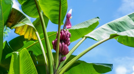 Pink Banana