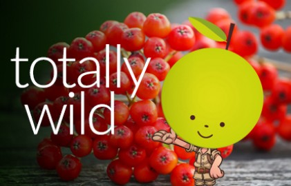 Totallywildgrid