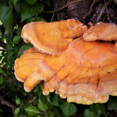 Chicken Of The Woods Mushroom Shot Full