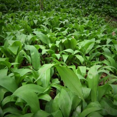 Wild Garlic On Mass Spring