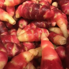 Oca