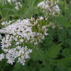 Sweet Ciceley Flower And Seed