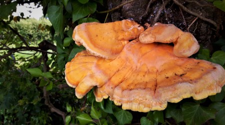 Chicken Of The Woods Mushroom Shot Full