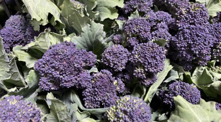 Purple Sprouting