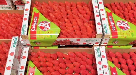 Strawberry Gariguette X2Kg 15 03 17