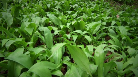 Wild Garlic On Mass Spring1