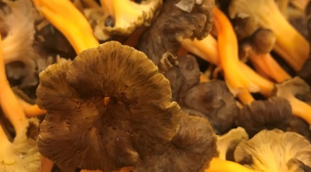 Chanterelle Ddd