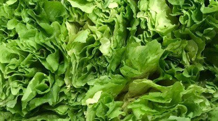 Escarole