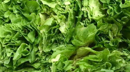 Escarole