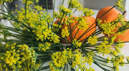 Fennel Flowers3