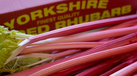 Forced Rhubarb