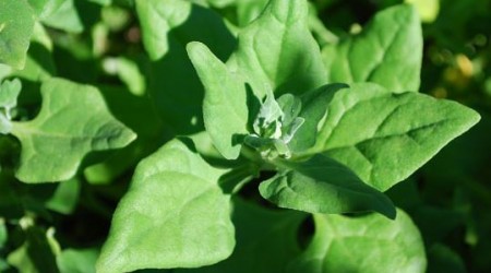 Land Spinach