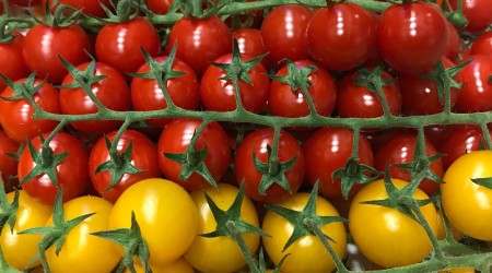 Mixed Cherry Toms