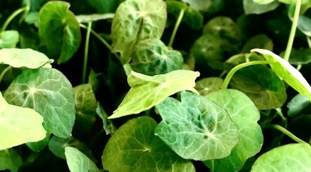 Nasturtium