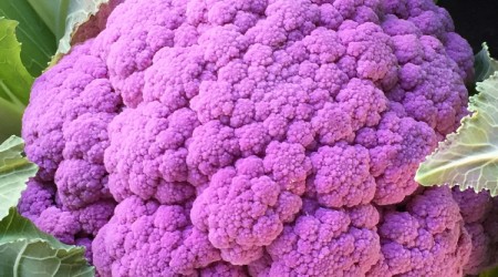 Purple Cauli