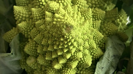 Romanesco4