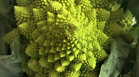 Romanesco5