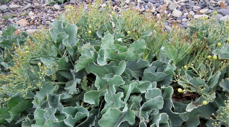 Sea Kale 1