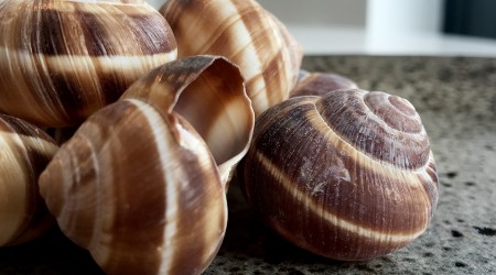 Snail Shells