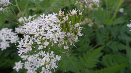 Sweet Ciceley Flower And Seed