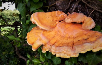 Chicken Of The Woods Mushroom Shot Full